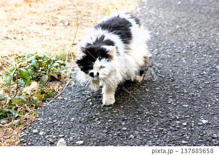 白黒か可愛い猫 137885658