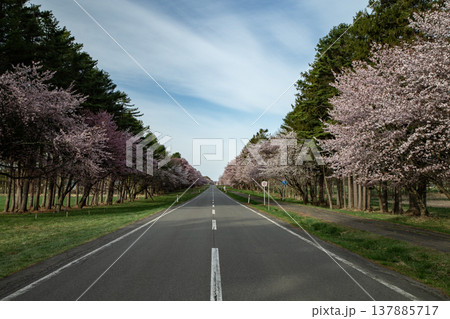 二十間道路の桜並木 二十間道路の桜並木 137885717