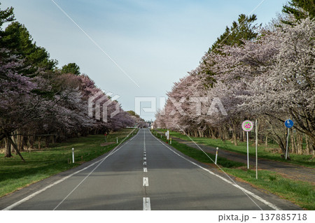 二十間道路の桜並木 137885718