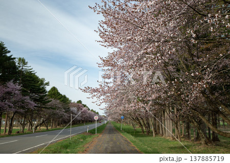 二十間道路の桜並木 137885719
