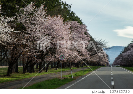 二十間道路の桜並木 二十間道路の桜並木 137885720