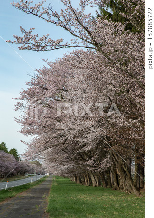二十間道路の桜並木 137885722