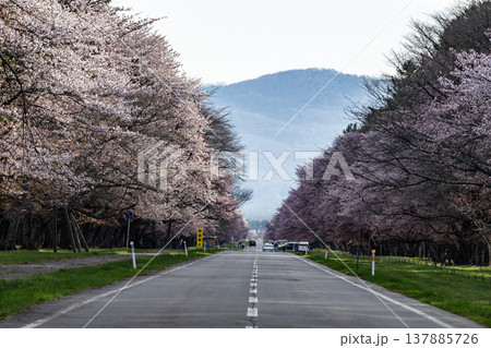 二十間道路の桜並木 二十間道路の桜並木 137885726