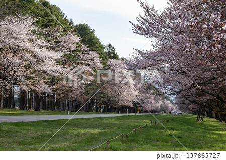 二十間道路の桜並木 二十間道路の桜並木 137885727