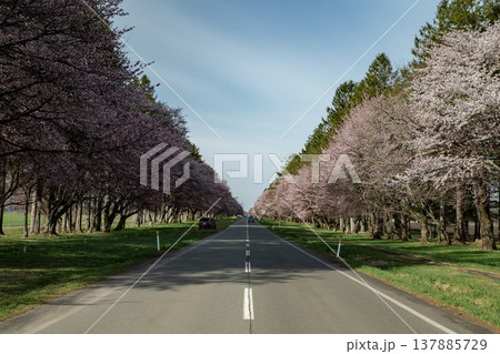 二十間道路の桜並木 137885729