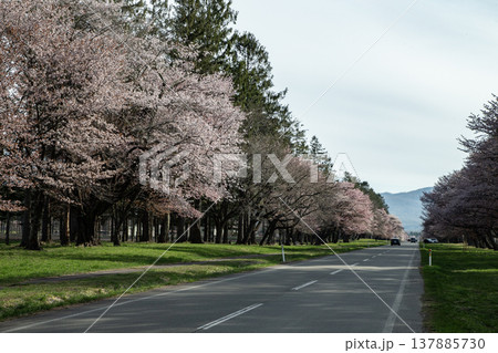 二十間道路の桜並木 137885730