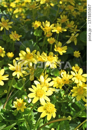 植物・ヒメリュウキンカ　キンポウゲ科 137885867