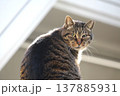 屋根の上で日向ぼっこするノラ猫 137885931