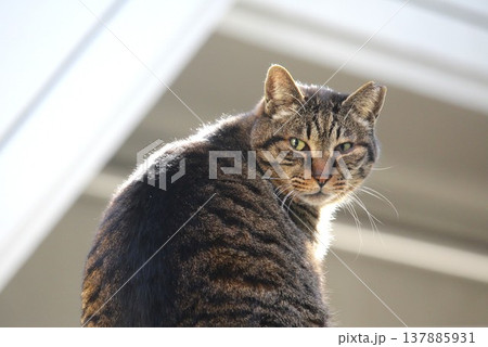 屋根の上で日向ぼっこするノラ猫 屋根の上で日向ぼっこするノラ猫 137885931