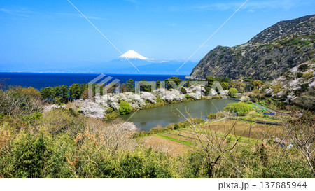 井田から望む、駿河湾と富士山 137885944