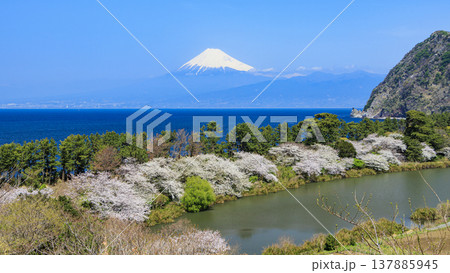 井田から望む、駿河湾と富士山 井田から望む、駿河湾と富士山 137885945