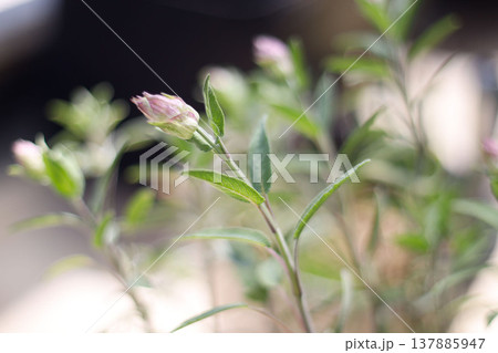 セージ 蕾 マクロ 柔らかいボケ 植物 background 137885947