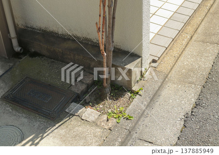 鬼門 枯れた庭木 外構コーナー 住宅背景 137885949