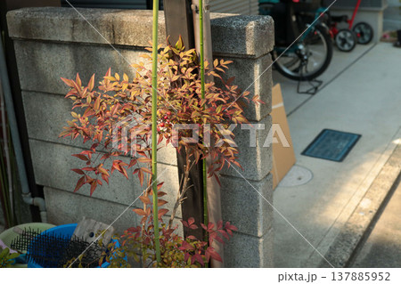 鬼門対策 南天 紅葉 玄関外構 日本家屋背景 鬼門対策 南天 紅葉 玄関外構 日本家屋背景 137885952