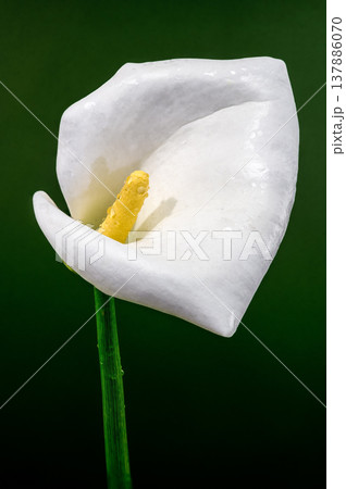 White Calla Lily Flower Macro With Yellow Spadix And Dew White Calla Lily Flower Macro With Yellow Spadix And Dew 137886070