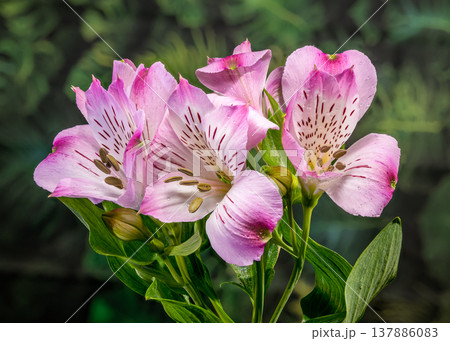 Pink Alstroemeria Flowers Bouquet with Water Drops on Natural Background Pink Alstroemeria Flowers Bouquet with Water Drops on Natural Background 137886083