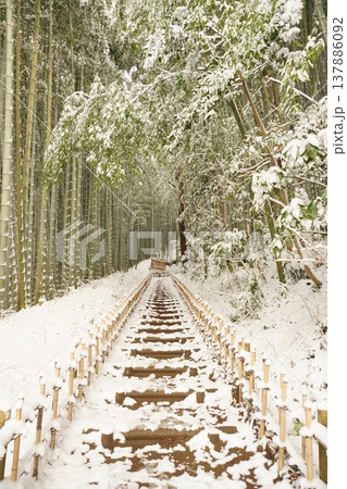 綿雪が積もった千葉県佐倉市ひよどり坂の竹林景色 Ver3 綿雪が積もった千葉県佐倉市ひよどり坂の竹林景色 Ver3 137886092