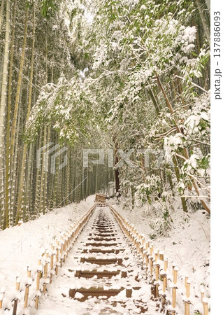 綿雪が積もった千葉県佐倉市ひよどり坂の竹林景色 Ver2 綿雪が積もった千葉県佐倉市ひよどり坂の竹林景色 Ver2 137886093