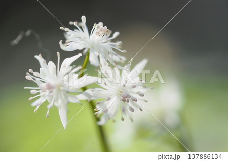 セリバオウレンの花のアップ 137886134