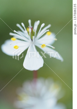 バイカオウレンの花のアップ バイカオウレンの花のアップ 137886135