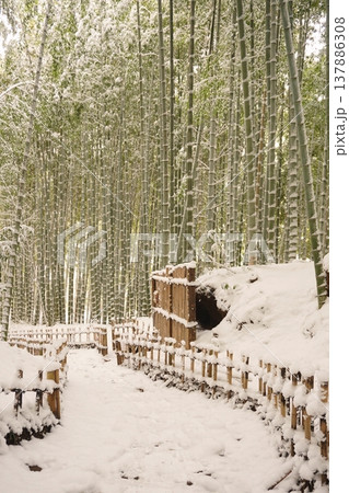 雪に覆われた千葉県佐倉市ひよどり坂の竹林風景 Ver1 雪に覆われた千葉県佐倉市ひよどり坂の竹林風景 Ver1 137886308