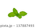 Fresh spearmint leaves  (Mint, peppermint) 137887493