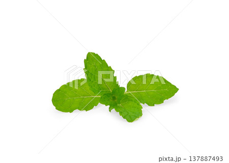 Fresh spearmint leaves  (Mint, peppermint) 137887493