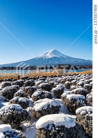 初春のラベンダー畑と富士山の風景 河口湖大石公園 初春のラベンダー畑と富士山の風景 河口湖大石公園 137887909