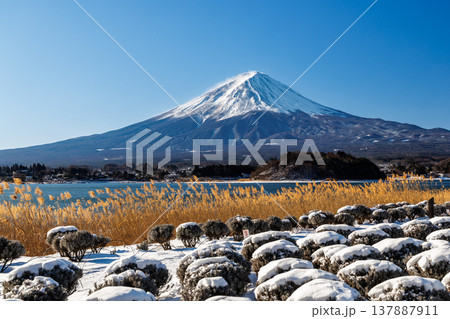 初春のラベンダー畑と富士山の風景　河口湖大石公園 137887911