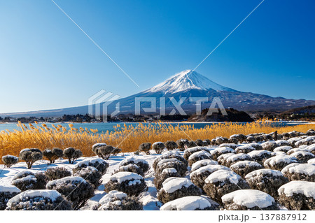 初春のラベンダー畑と富士山の風景　河口湖大石公園 137887912