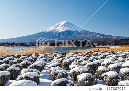初春のラベンダー畑と富士山の風景　河口湖大石公園 137887915