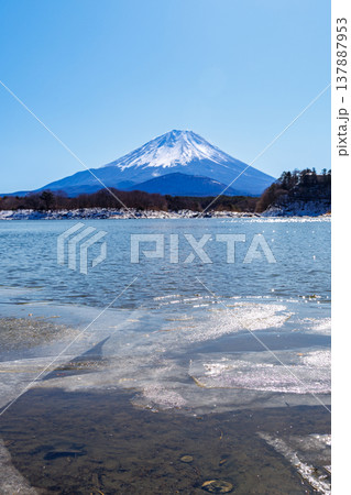 精進湖の早春の風景 結氷の湖面越しに観る子抱富士 山梨県 精進湖の早春の風景 結氷の湖面越しに観る子抱富士 山梨県 137887953