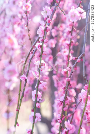 桃色のしだれ梅の花 桃色のしだれ梅の花 137888422