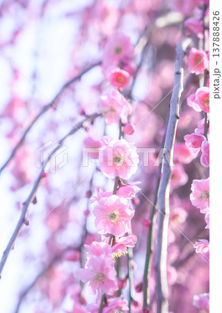 桃色のしだれ梅の花 137888426
