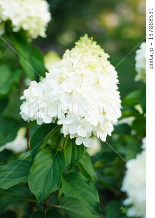 Close up of white Polar Bear hydrangea flowers Close up of white Polar Bear hydrangea flowers 137888531