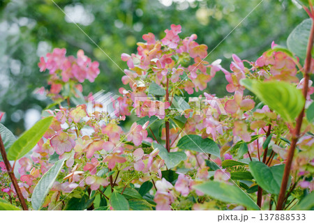 Hydrangea panicle Wims Red mid pink stage Hydrangea panicle Wims Red mid pink stage 137888533