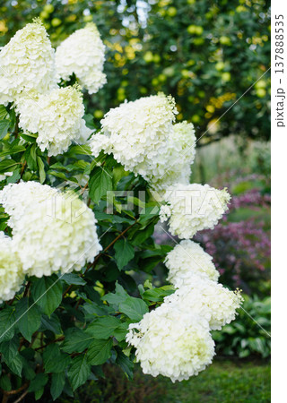 Large Polar Bear Hydrangea Bush With White Blooms Large Polar Bear Hydrangea Bush With White Blooms 137888535
