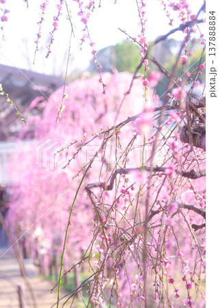 ピンク色のしだれ梅の花 137888884