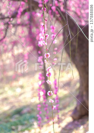 ピンク色のしだれ梅の花 ピンク色のしだれ梅の花 137888886