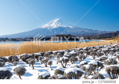 早春のラベンダー畑と富士山の風景 河口湖大石公園 早春のラベンダー畑と富士山の風景 河口湖大石公園 137888908