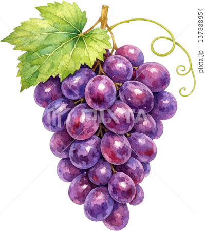 瑞々しい紫のぶどうと緑の葉の水彩イラスト 137888954