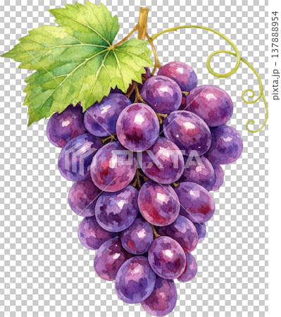 一幅水彩插畫，描繪了新鮮的紫色葡萄和綠色的葉子。 137888954