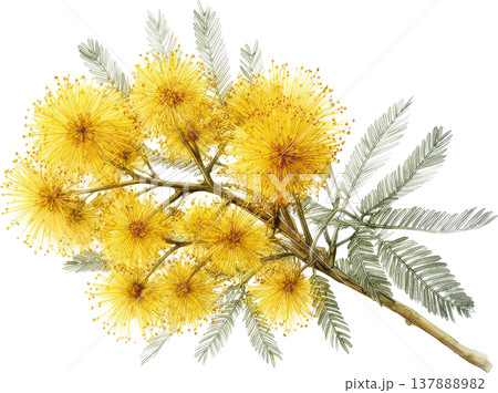 明るい黄色のミモザの花と葉が描かれた繊細な水彩植物画 137888982
