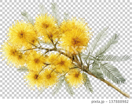 明るい黄色のミモザの花と葉が描かれた繊細な水彩植物画 137888982