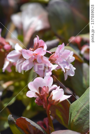 Elephants Ears Sakura Elephants Ears Sakura 137889028