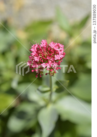 Red valerian Red valerian 137889030