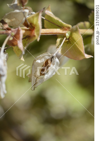 Monkey flower 137889031