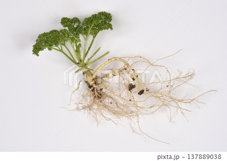 Parsley plant with green leaves and visible root system 137889038