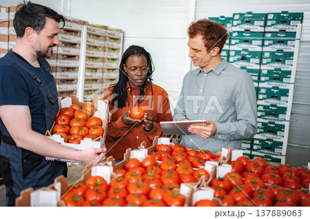 Agricultural workers inspecting fresh tomatoes for quality control Agricultural workers inspecting fresh tomatoes for quality control 137889063