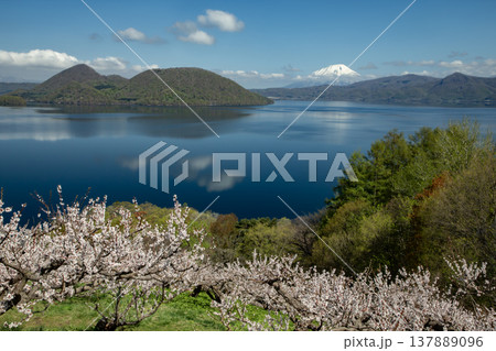 壮瞥公園の満開の梅林 壮瞥公園の満開の梅林 137889096
